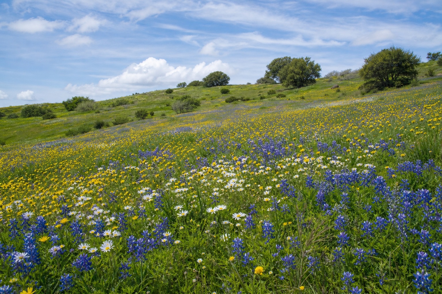 Preview for Spring Wildflower Meadow Background
