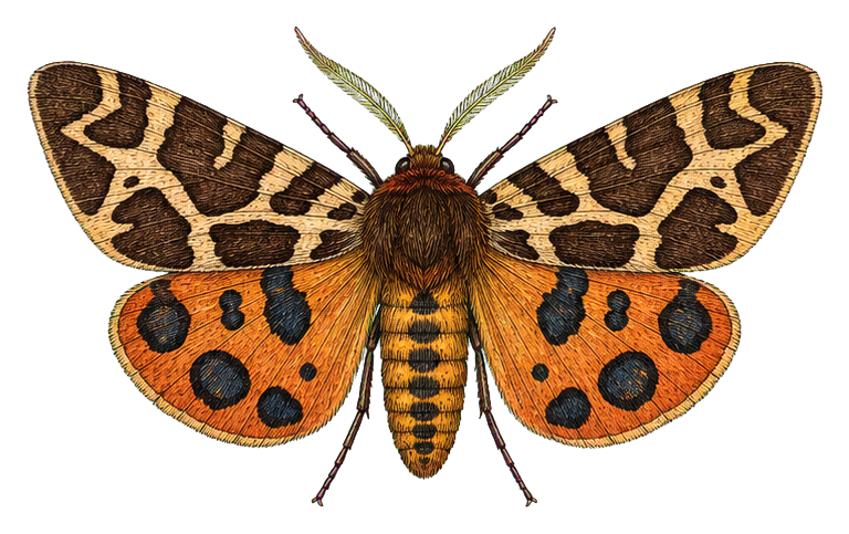 Preview for Garden Tiger Moth Vintage Sticker