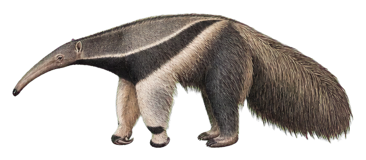 Preview for Giant Anteater Vintage Sticker