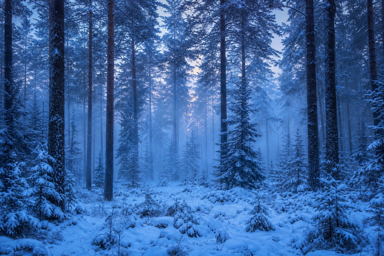Preview for Blue Hour Frost Mist Pine Forest Background