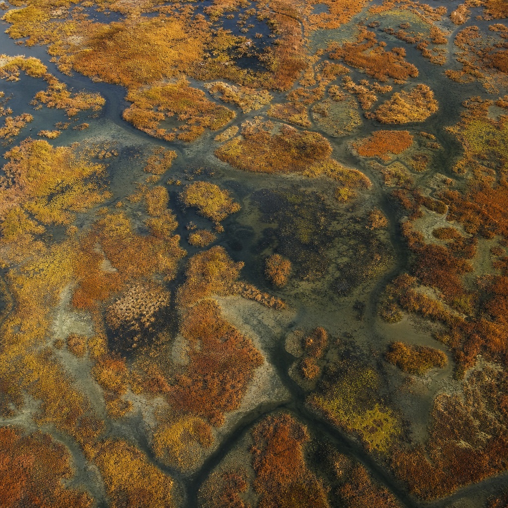 Aerial view of autumn marsh pools and winding water channels in a river delta