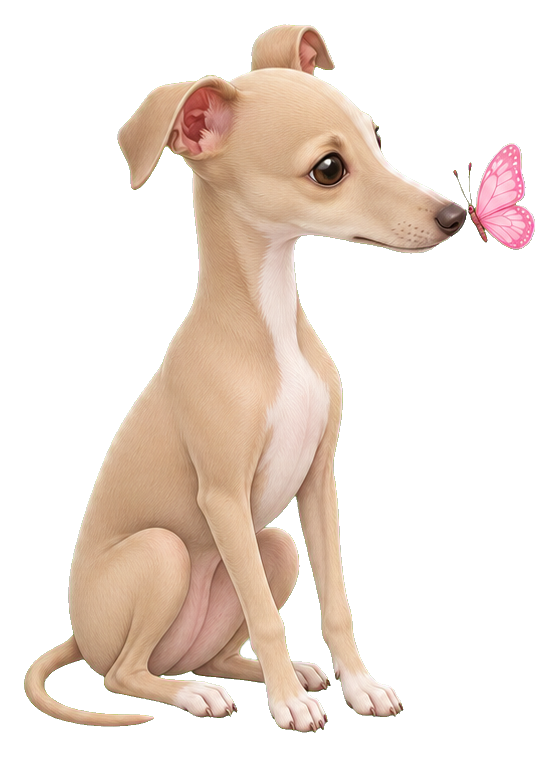 Cute Italian greyhound sitting and touching a cream butterfly with its nose.