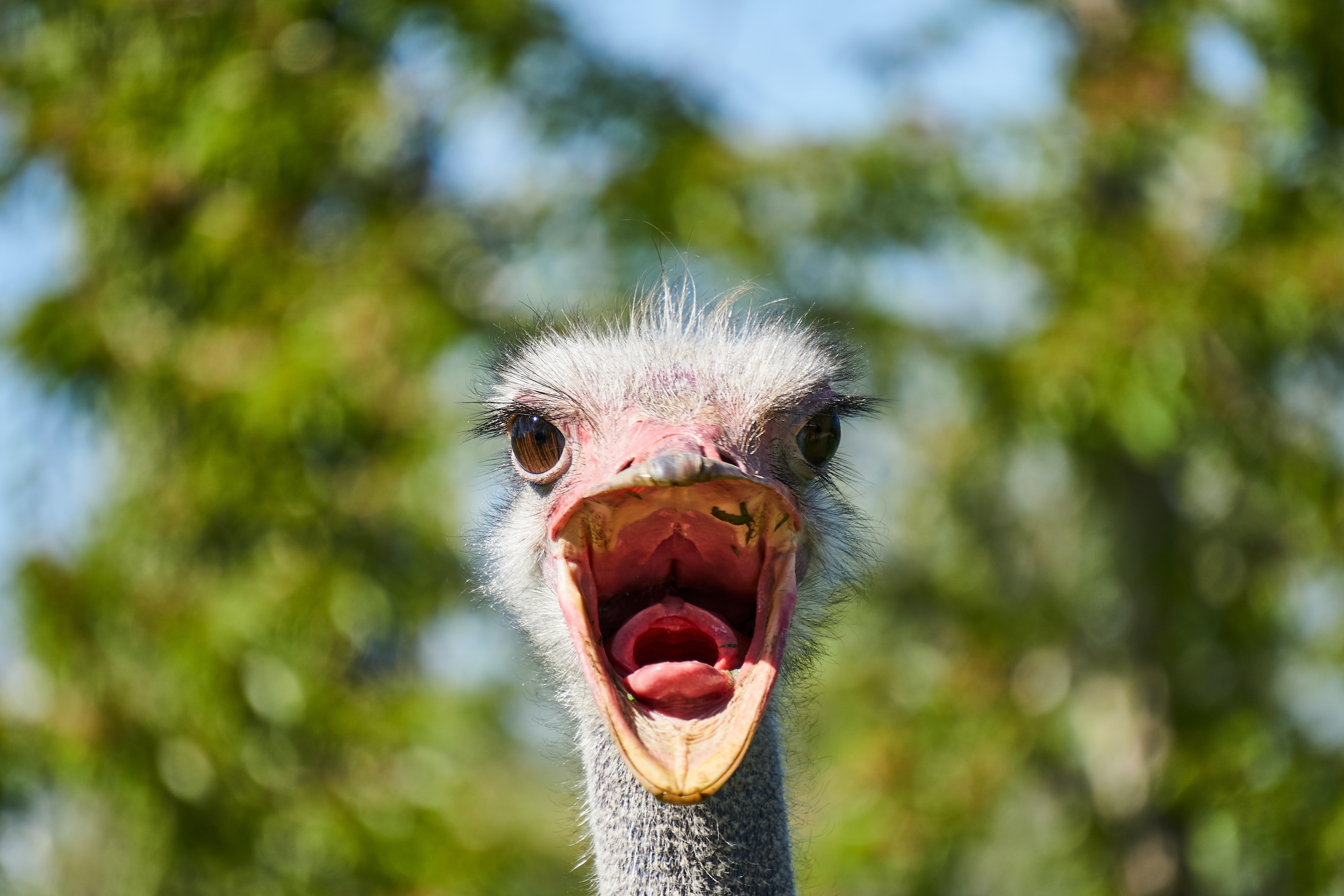Preview for Ostrich-in-natural-habitat-animal-meme-background-414f6