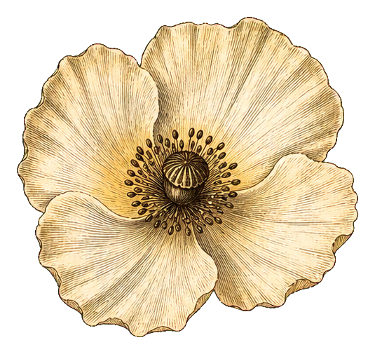 Ivory Iceland poppy flower with vintage engraving style petals and dark center.