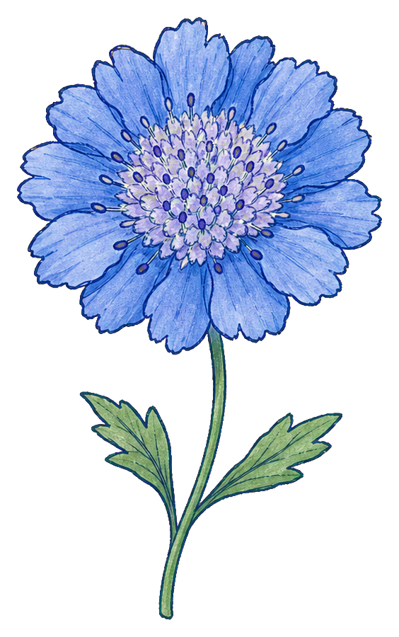 Blue scabiosa flower with layered petals and a green stem with leaves