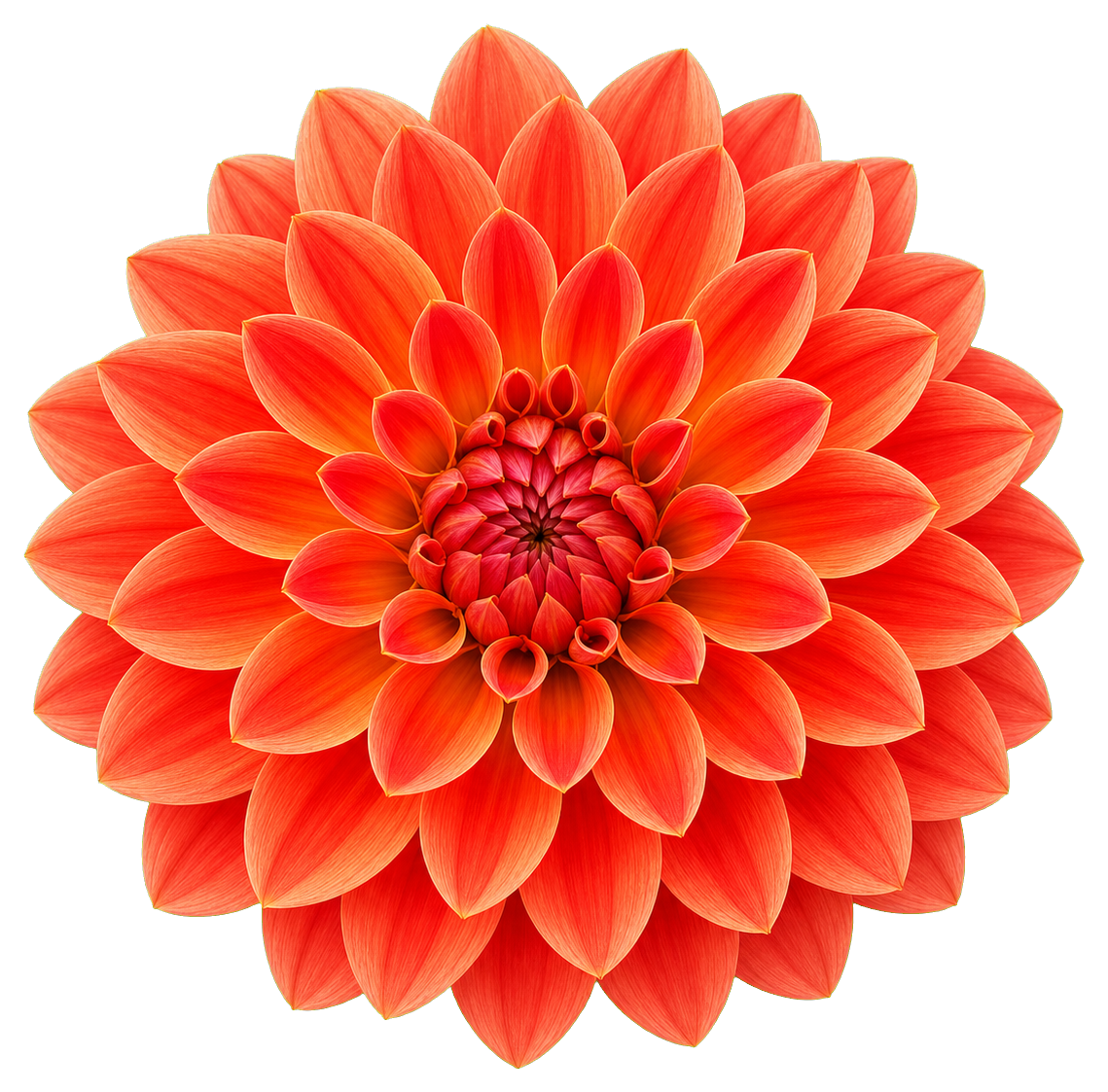 Bright orange dahlia flower sticker with layered petals