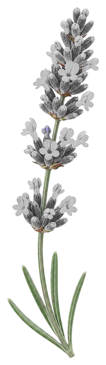 A tall lavender sprig with clustered flowers and slender green leaves