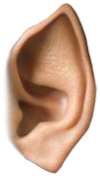 Preview for Human-ear-anatomy-ears-sticker-e493f