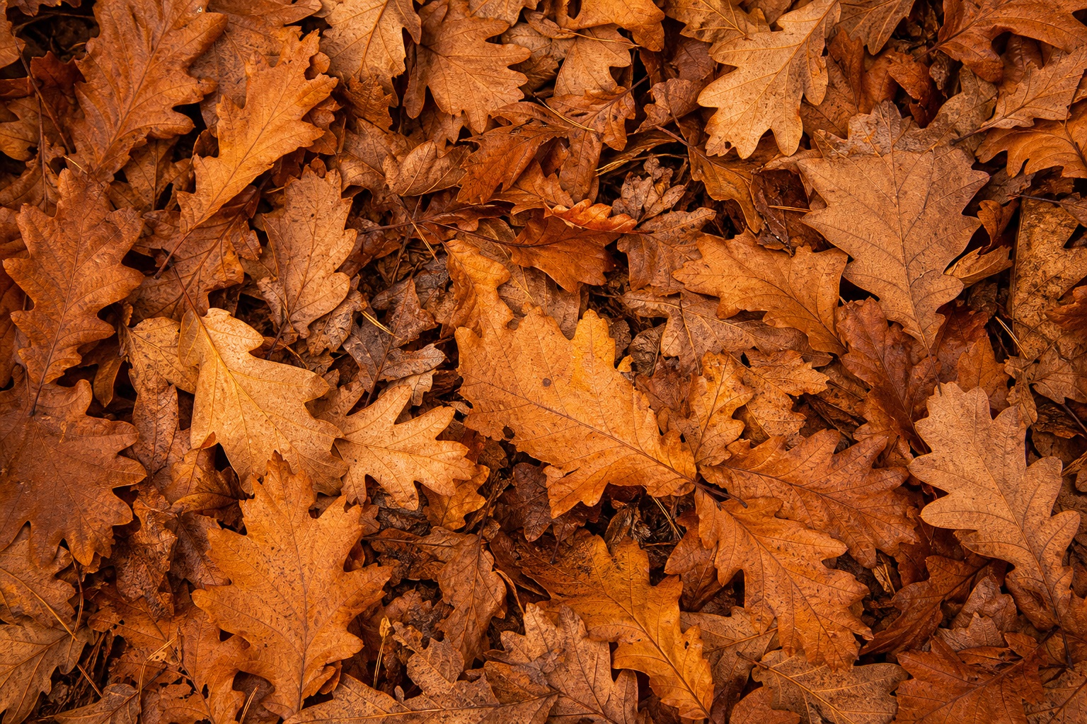 Preview for Oak Leaves Texture Stock Background
