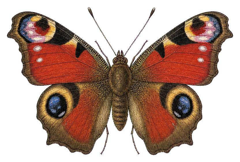 Preview for Peacock Butterfly Vintage Sticker