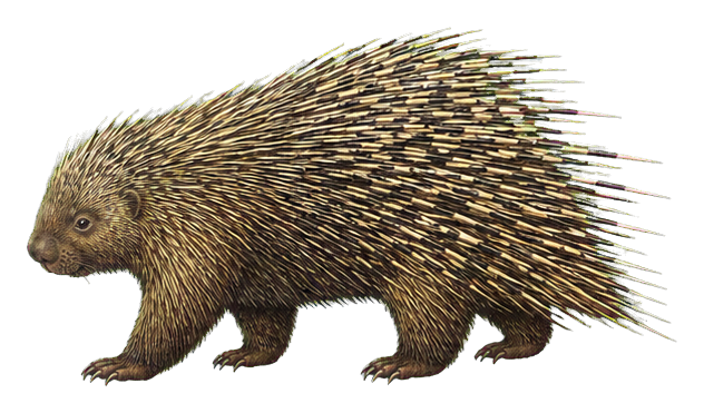 Preview for North American Porcupine Vintage Sticker