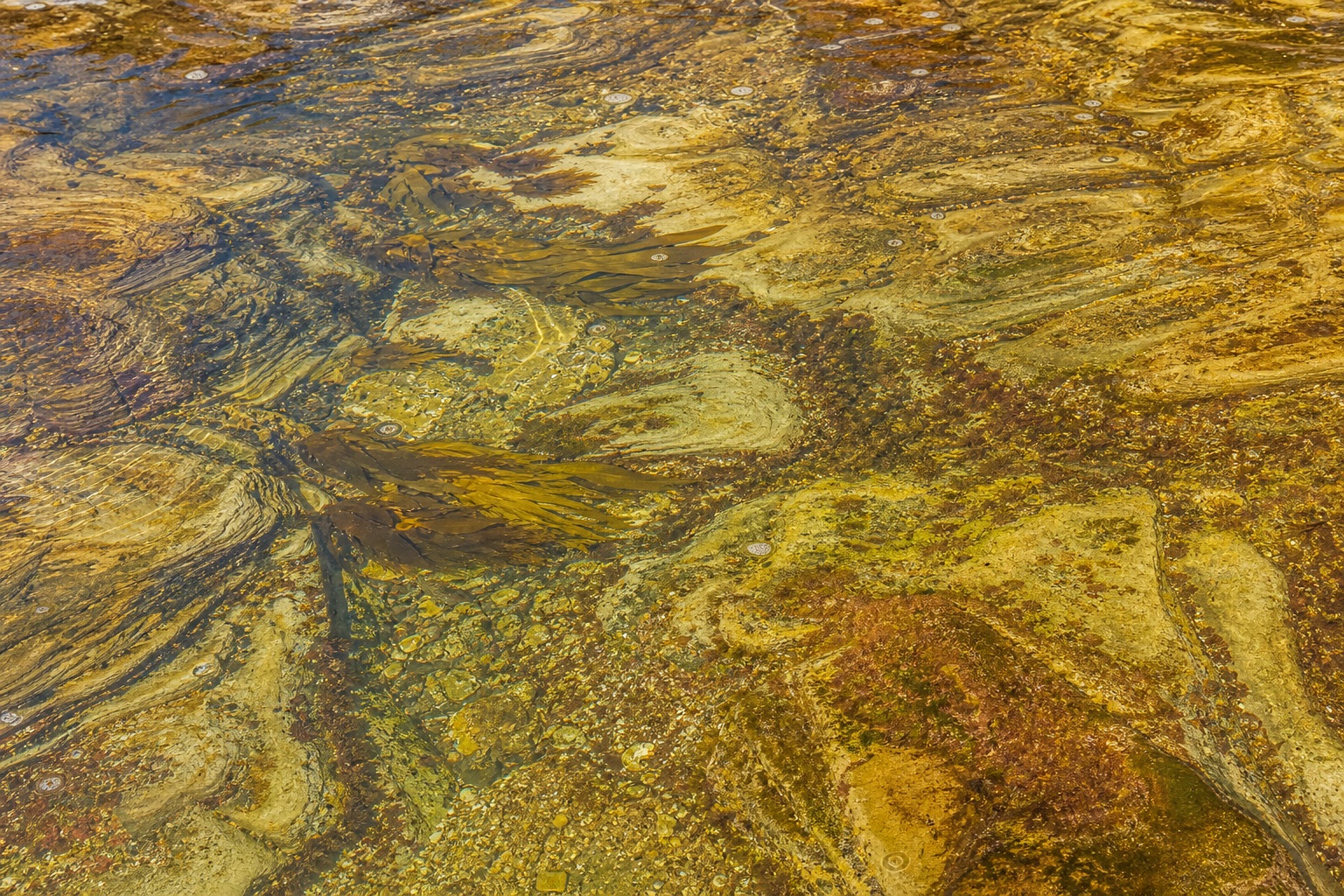 Preview for Golden Tidal Pool Texture Background