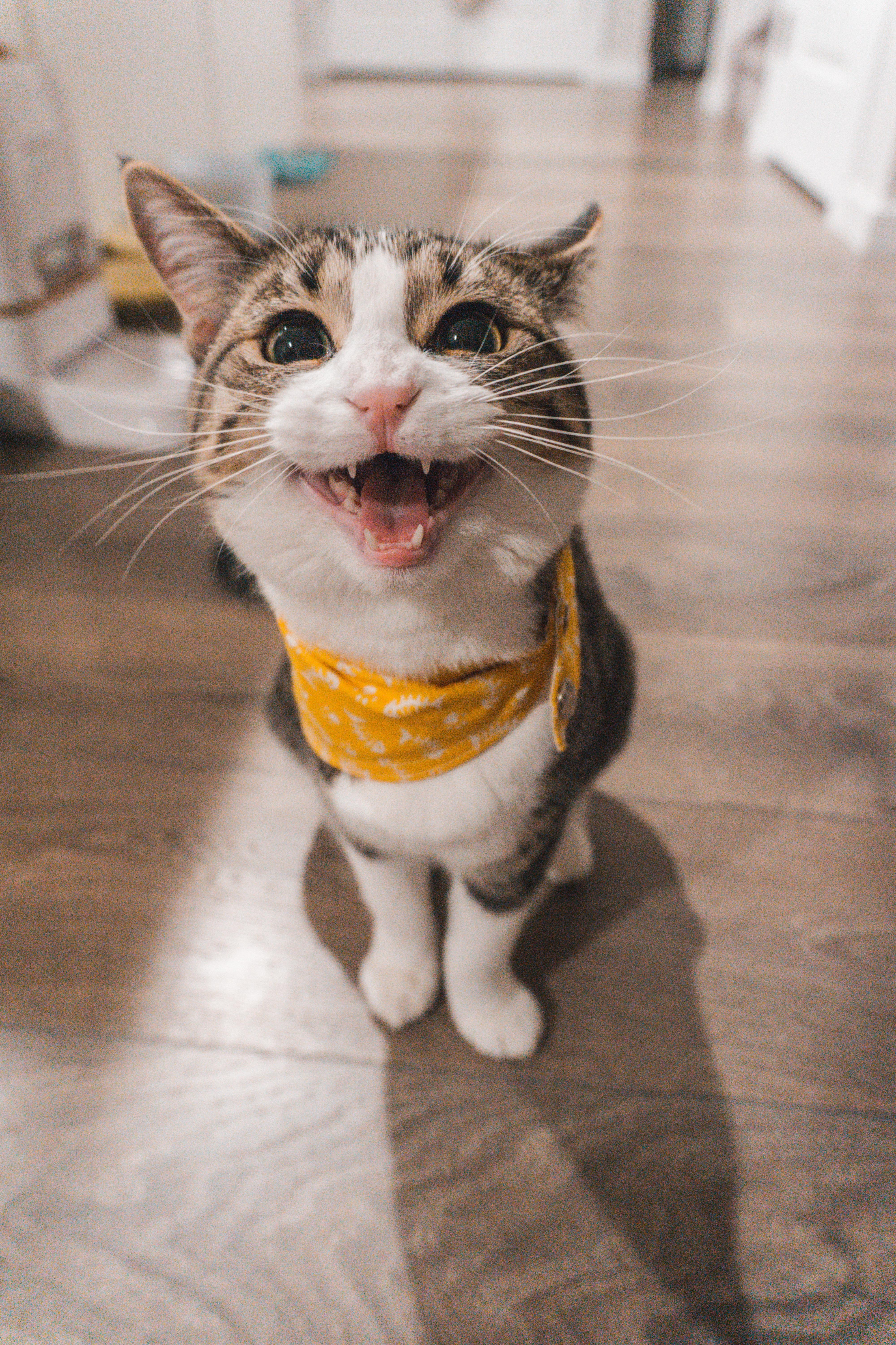 Preview for Happy-cat-yellow-bandana-cat-meme-background-c0622