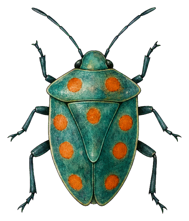 Preview for Teal Orange Stink Bug Sticker