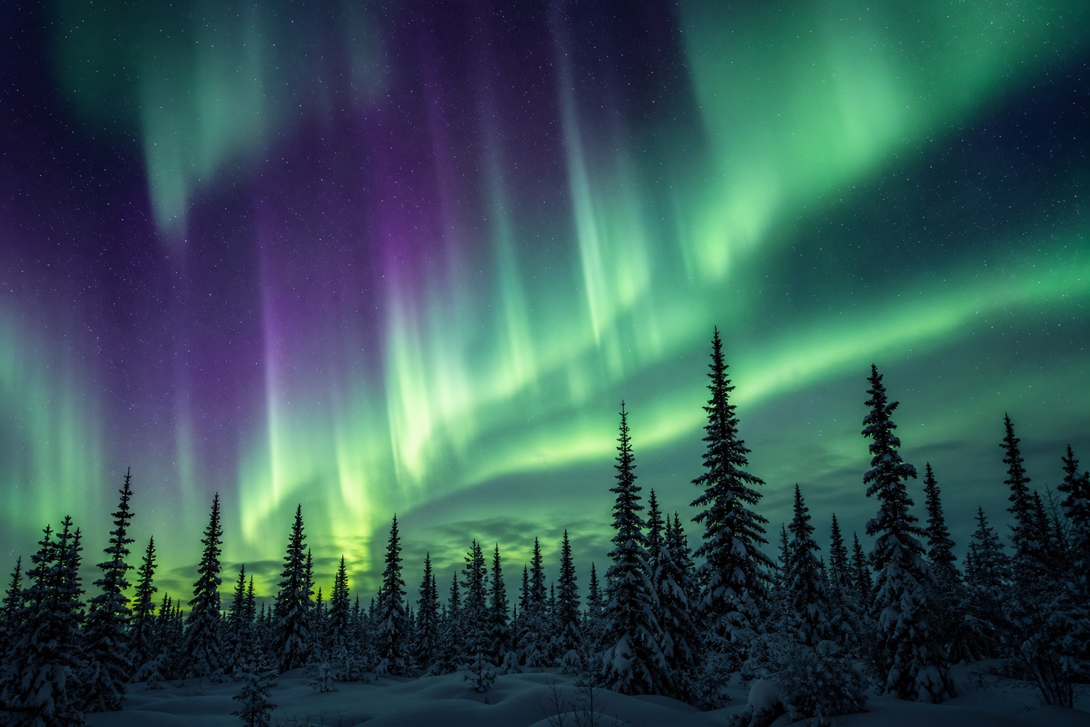 Preview for Aurora Curtains Over Black Spruce Background