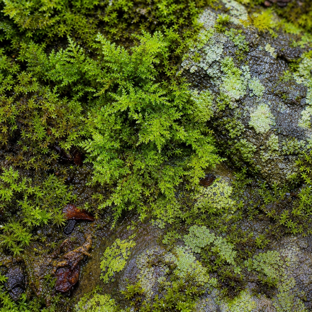 Dense green moss growing over rough stone with a natural forest floor texture.