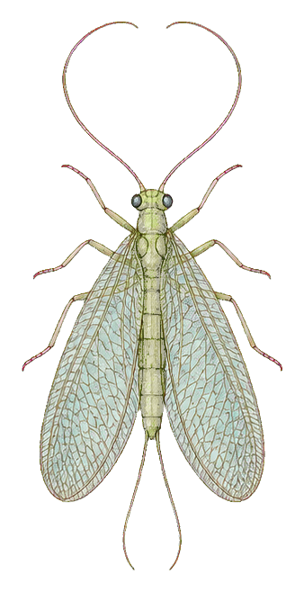 Vintage-style insect specimen with translucent wings and long antennae on a light background