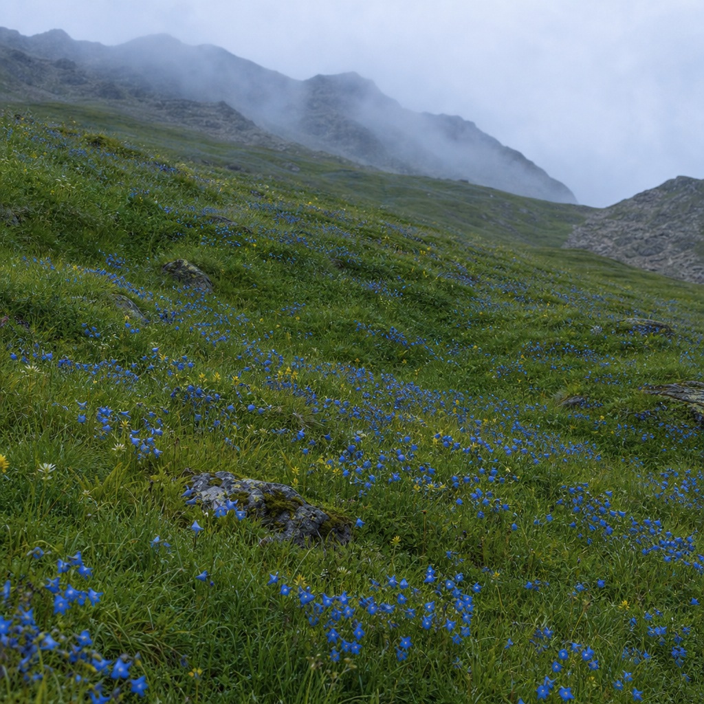 Preview for Blue Flower Slope Alpine Wildflower Background