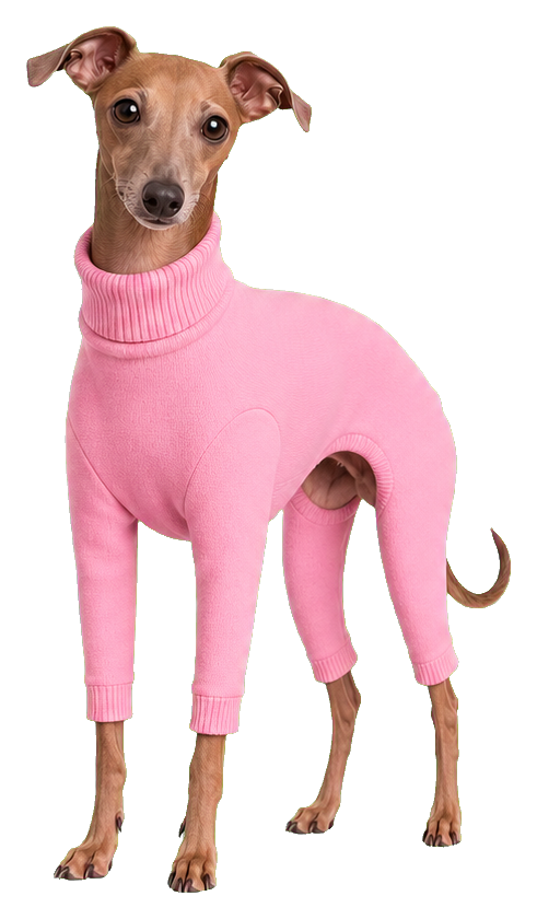 Italian greyhound wearing a pink turtleneck sweater on a transparent background