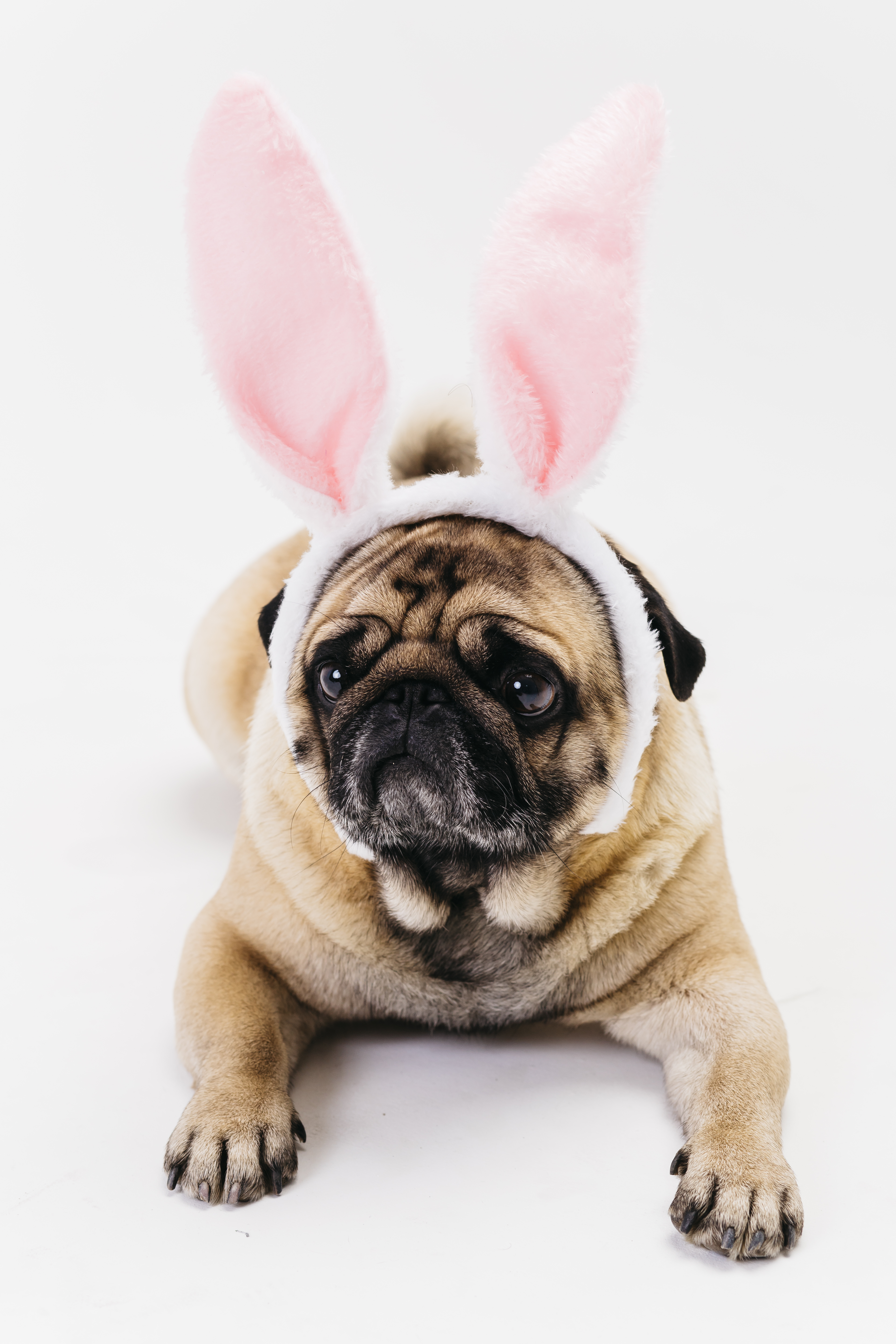 Preview for Pug-in-bunny-ears-dog-meme-background-ce02c