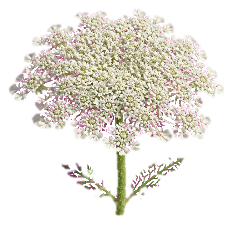 Photorealistic Queen Anne's lace flower head with pale clustered white blooms and green stem