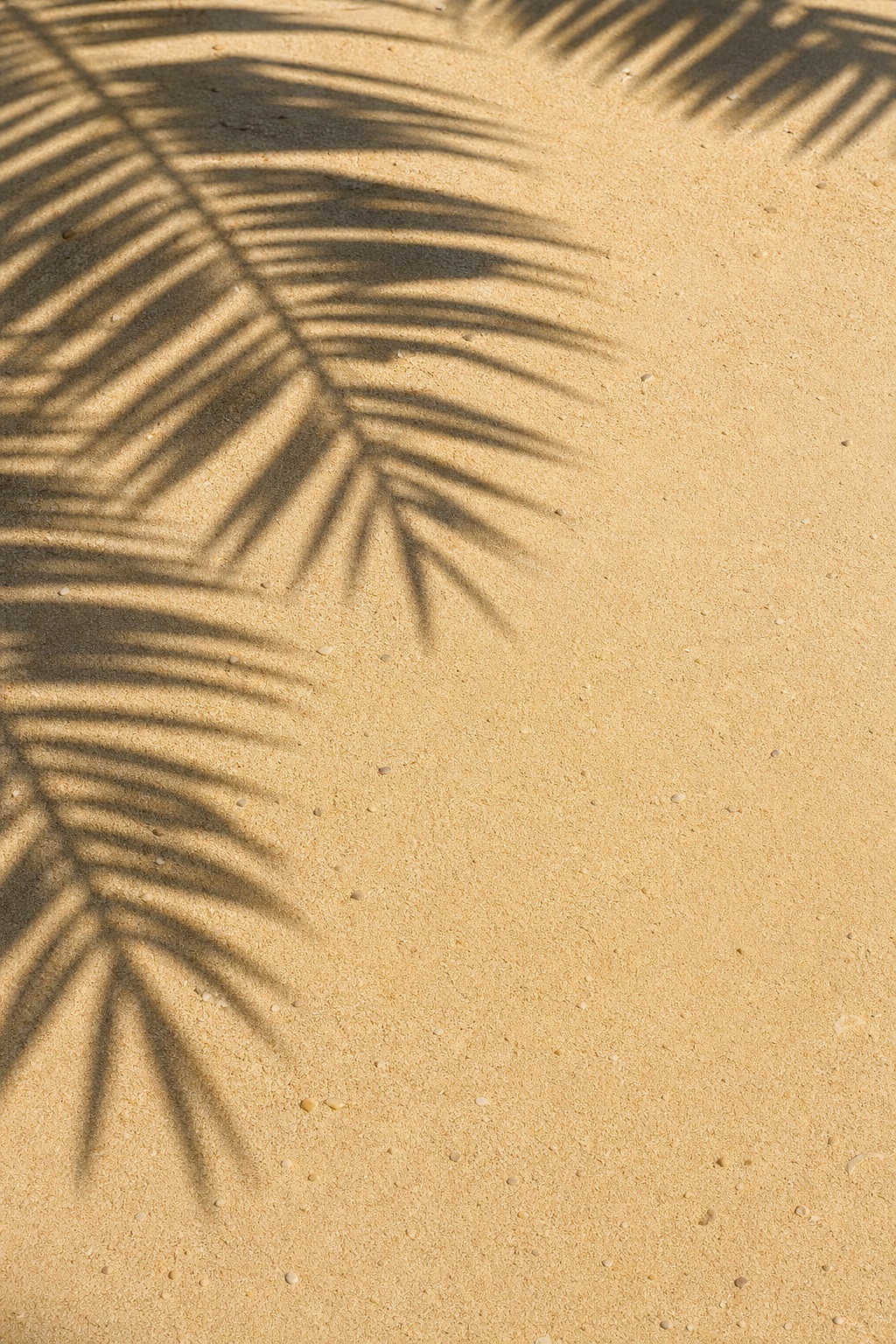 Palm leaf shadows cast across a vertical sand-colored background.