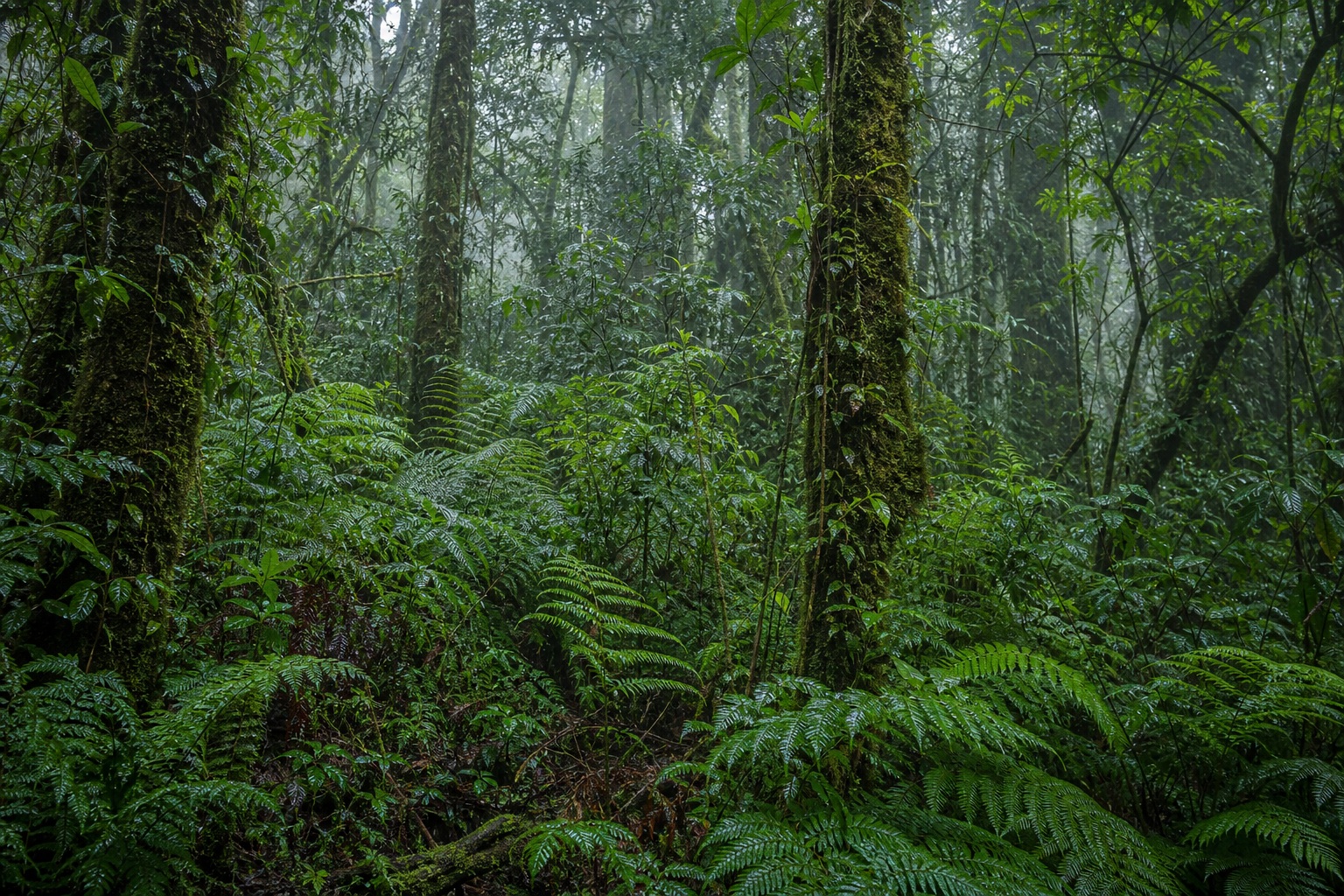 Dense tropical rainforest canopy with ferns and wet green foliage after morning rain.