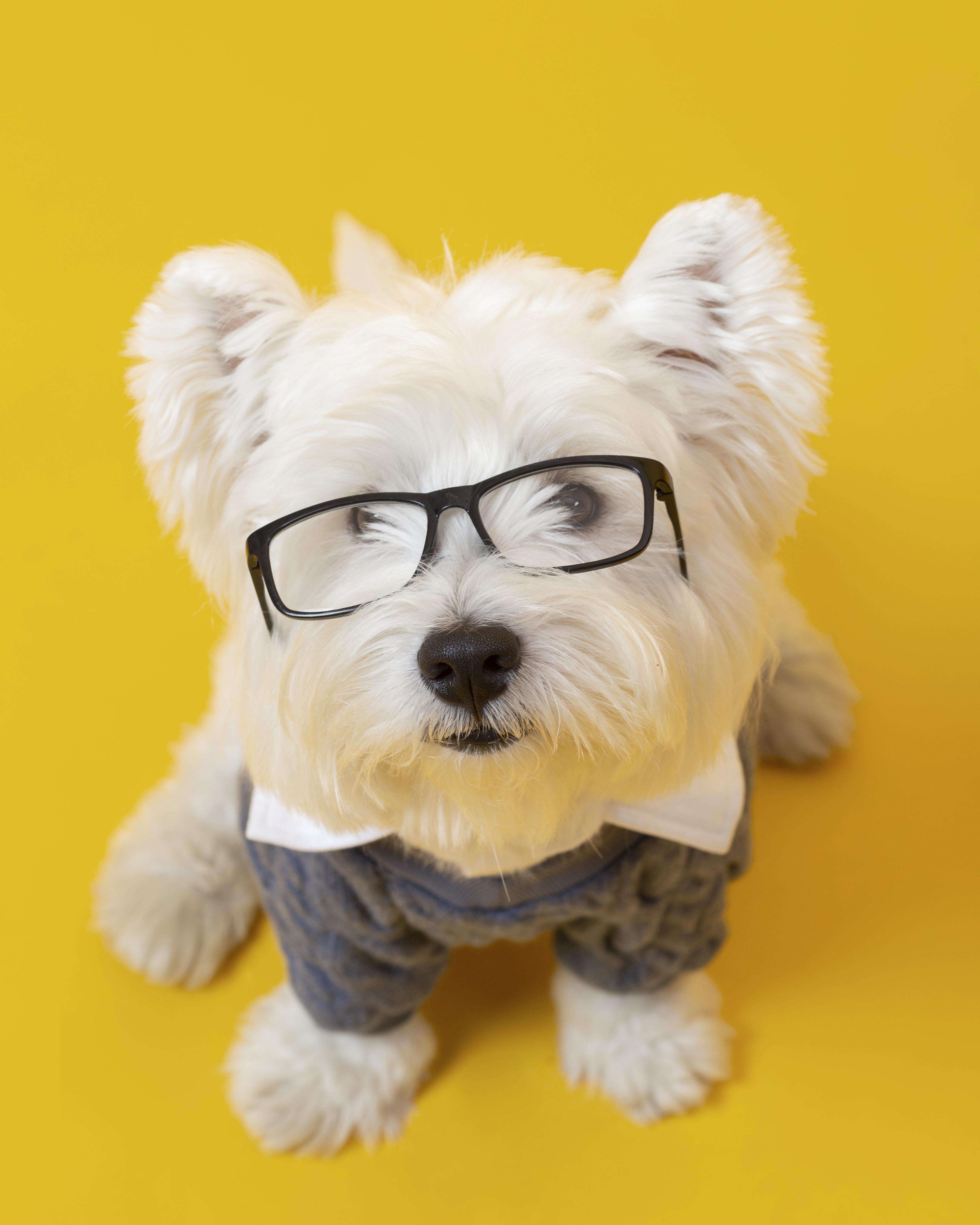 Preview for Smart-dog-in-glasses-dog-meme-background-b24b9