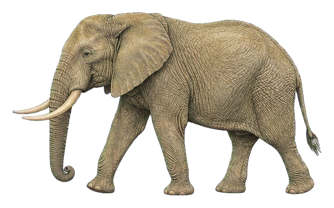 Preview for African Savanna Elephant Vintage Sticker