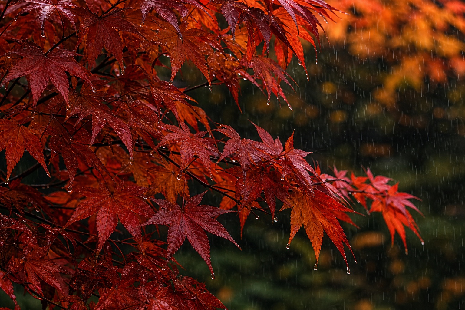 Preview for Autumn Maple Detail Stock Background
