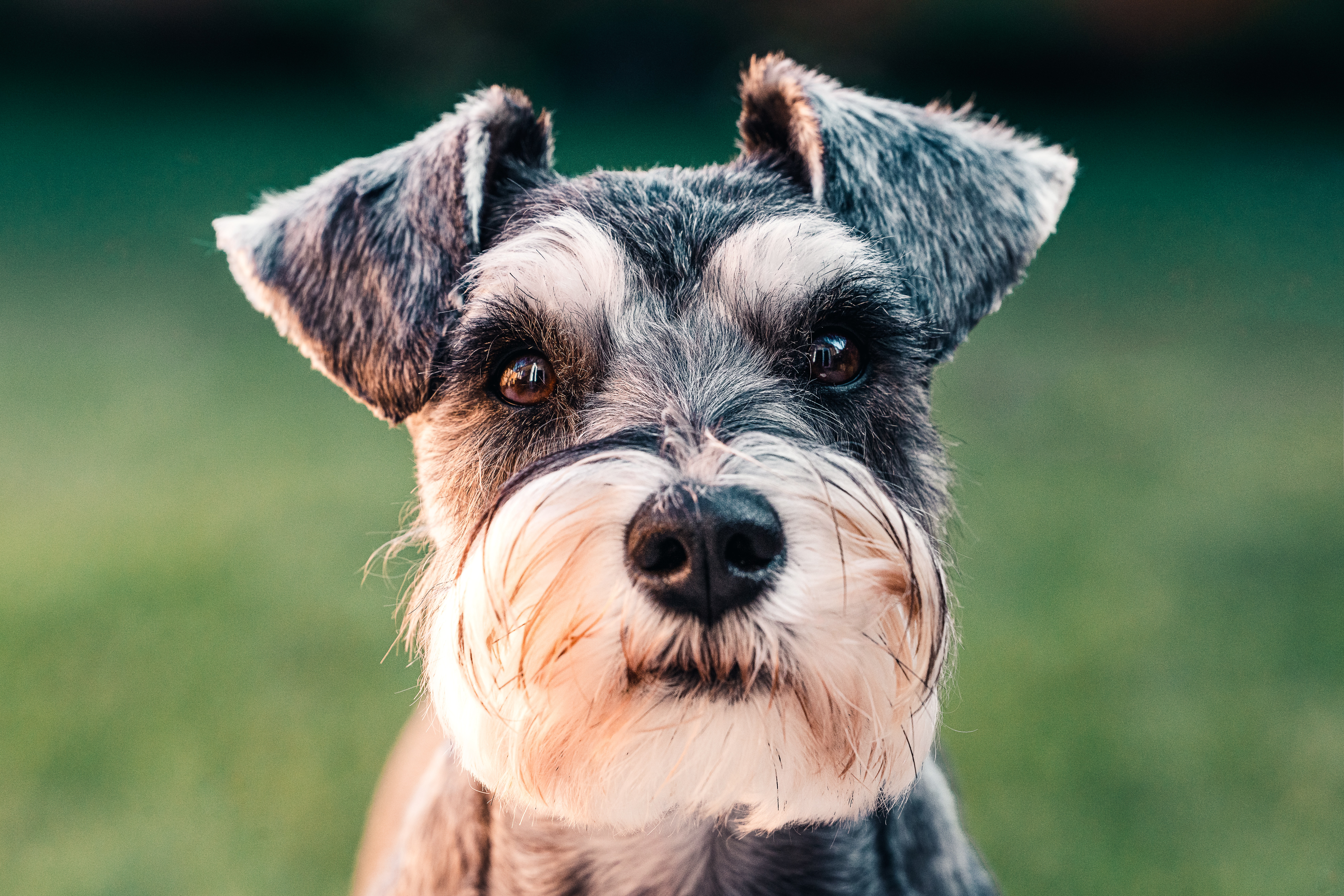 Preview for Salt-and-pepper-miniature-schnauzer-portrait-dog-meme-background-be67d
