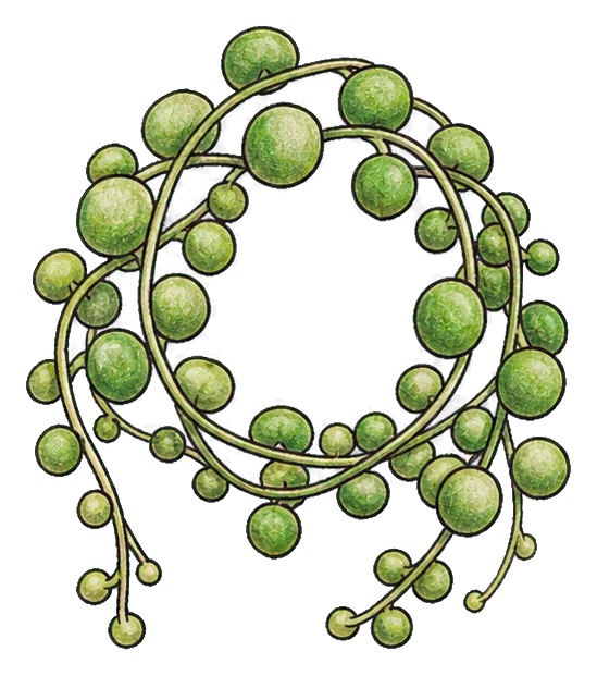 Preview for String Of Pearls Succulent Sticker
