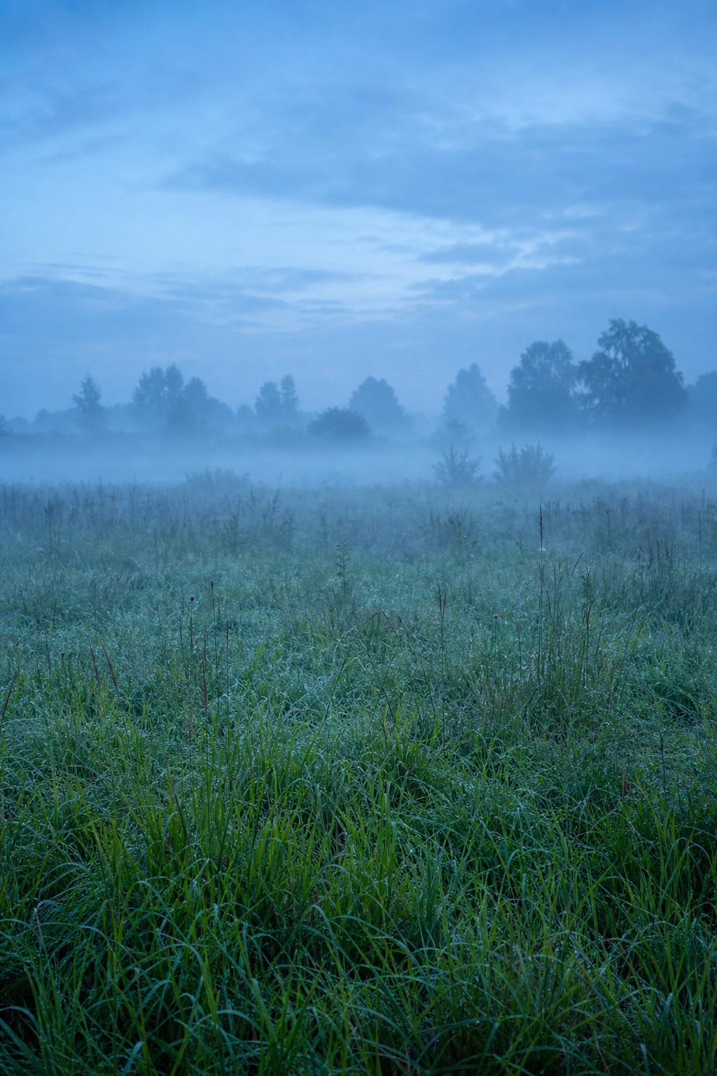 Fog hangs over a grassy meadow with distant trees in blue morning light.
