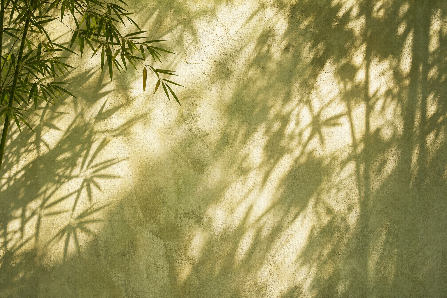 Bamboo leaf shadows across a textured plaster wall in soft natural light.