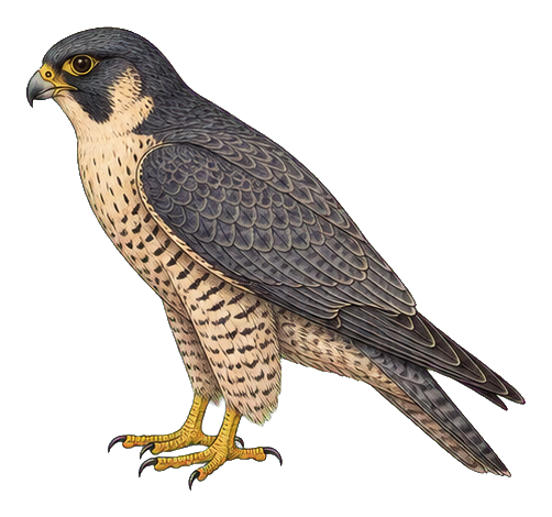 Preview for Vintage Bird Specimen Sticker