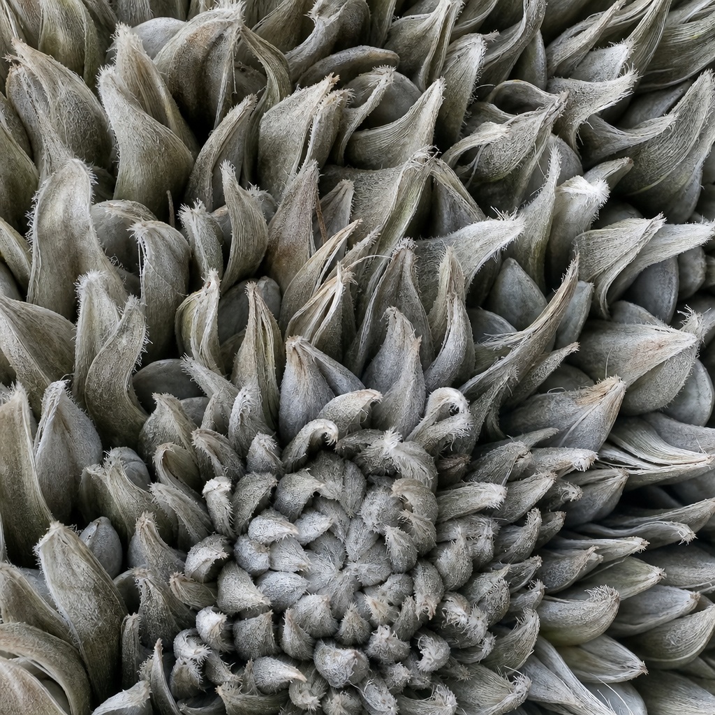Preview for Neutral Gray Seed Structure Macro Background