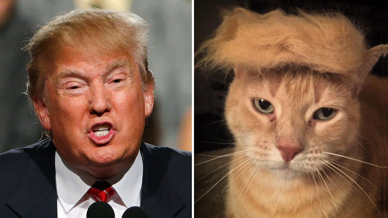 Split image showing Donald Trump on one side and a close-up cat on the other.
