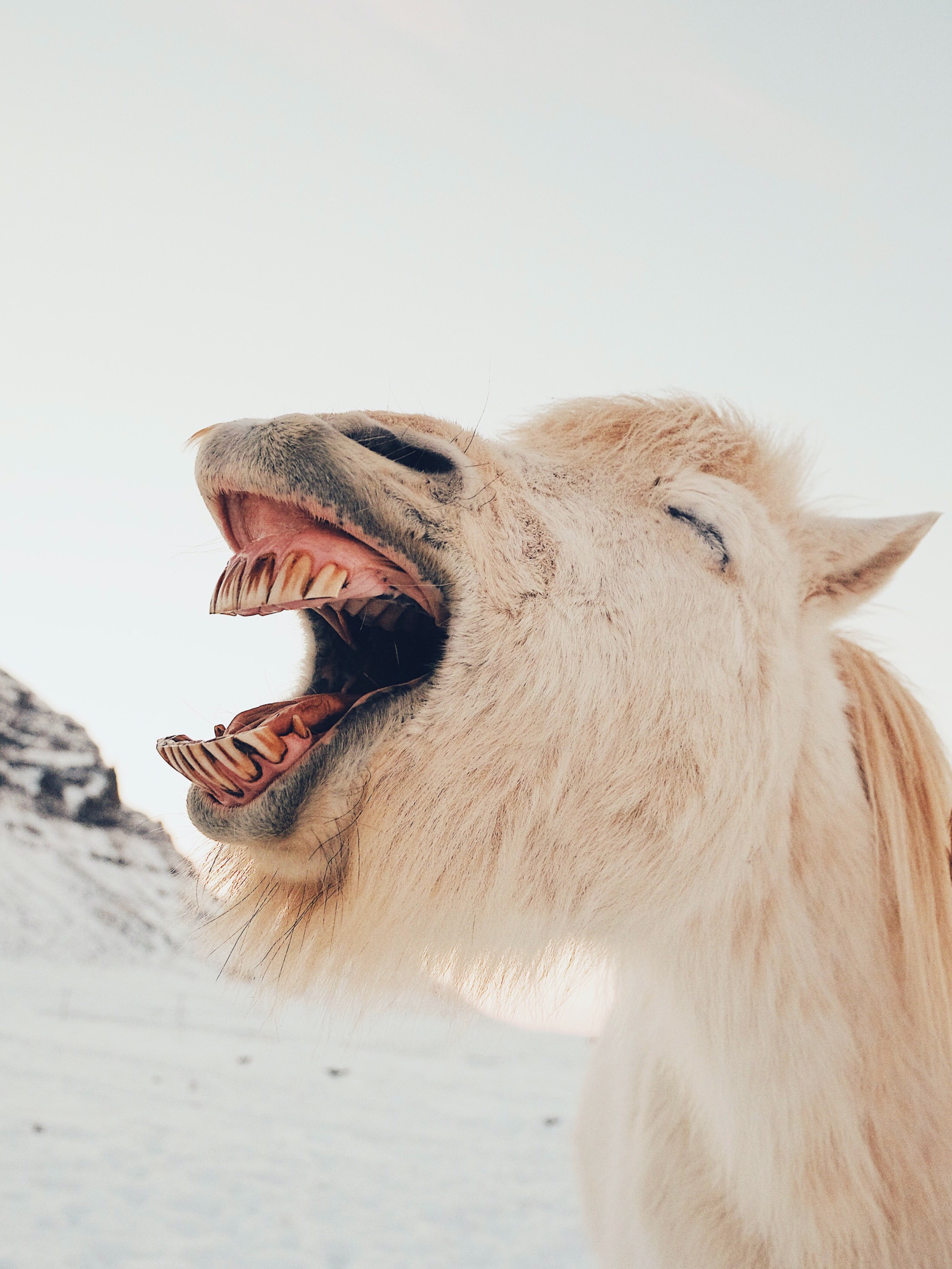 Preview for Camel-yawns-in-snow-animal-background-734e8