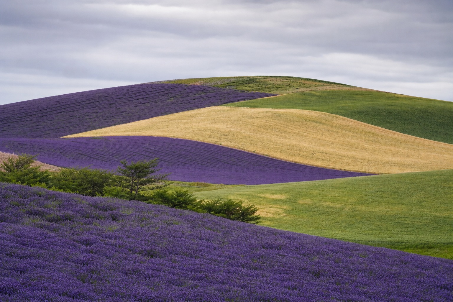 Rolling lavender and green farmland hills under soft golden light.