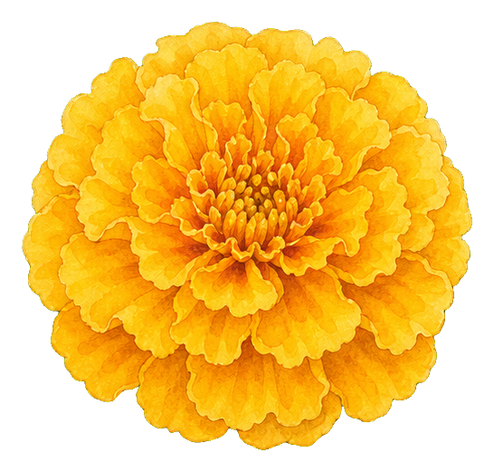 Preview for Golden Marigold Sticker
