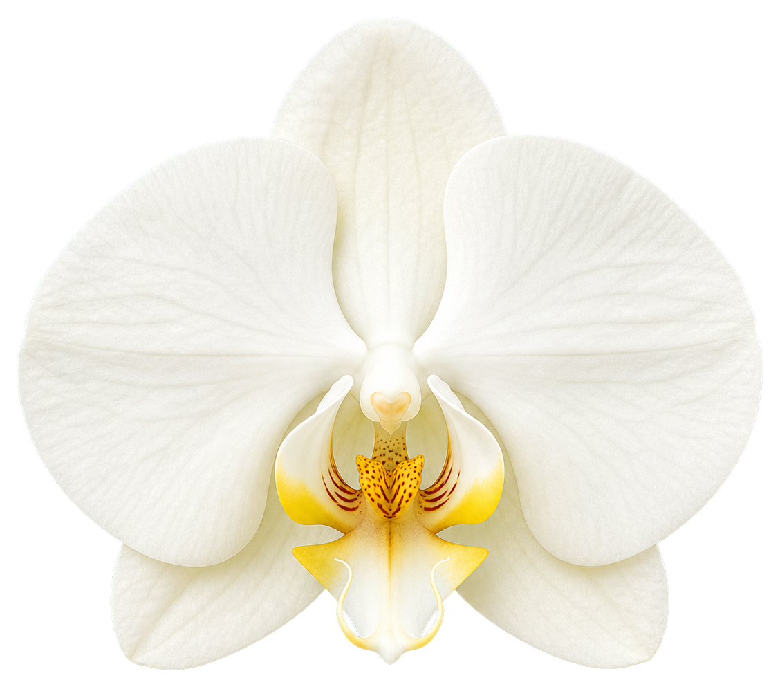 White orchid flower sticker with delicate petals and a yellow center