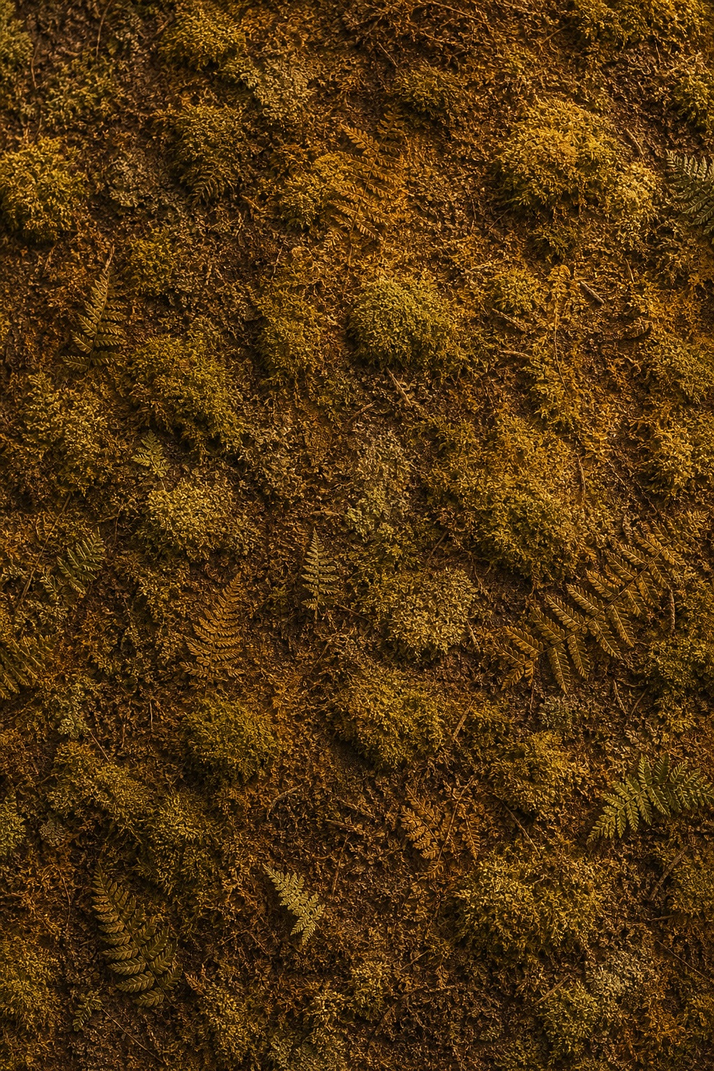 Preview for Moss Fern Texture Background