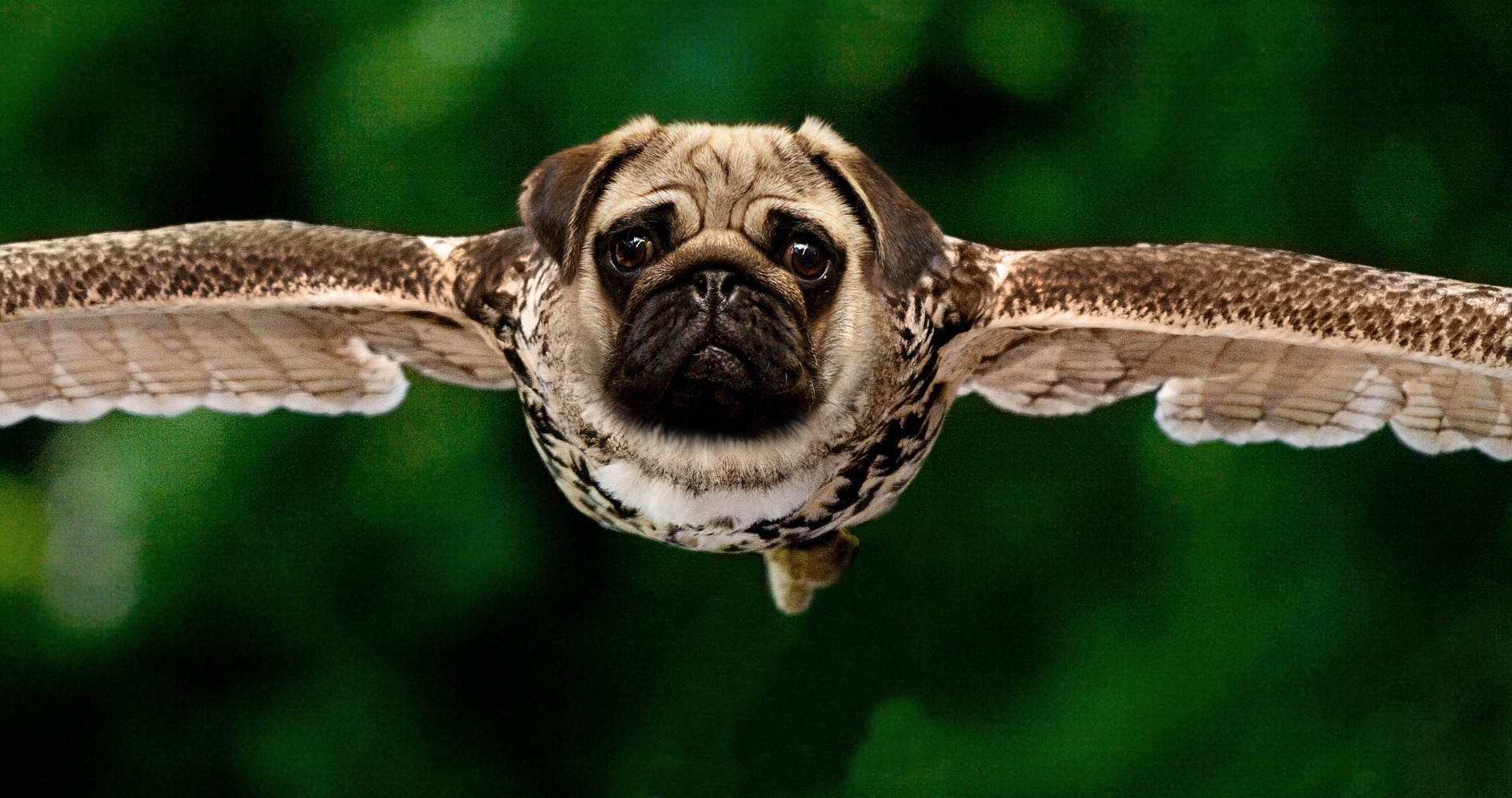 Preview for Flying-pug-dog-image-animal-meme-background-51bcc