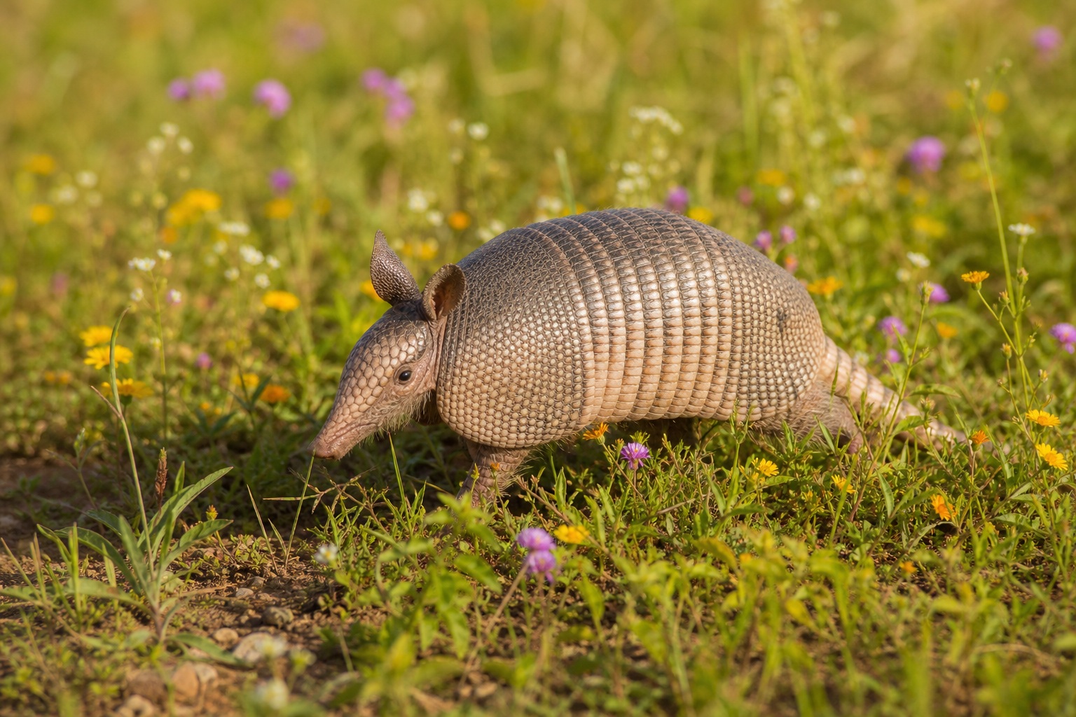 Preview for Armadillo Wildflower Meadow Background