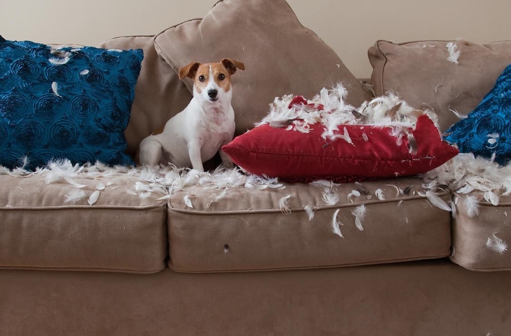 Preview for Mischievous-puppy-destroys-sofa-dog-meme-background-0ec9d