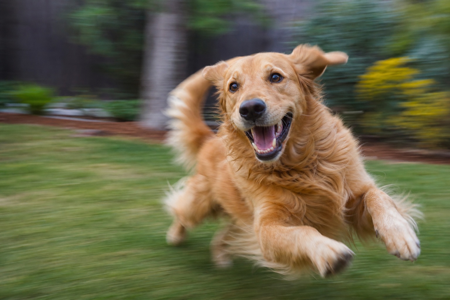 Happy golden dog running across grass with motion blur in a park.