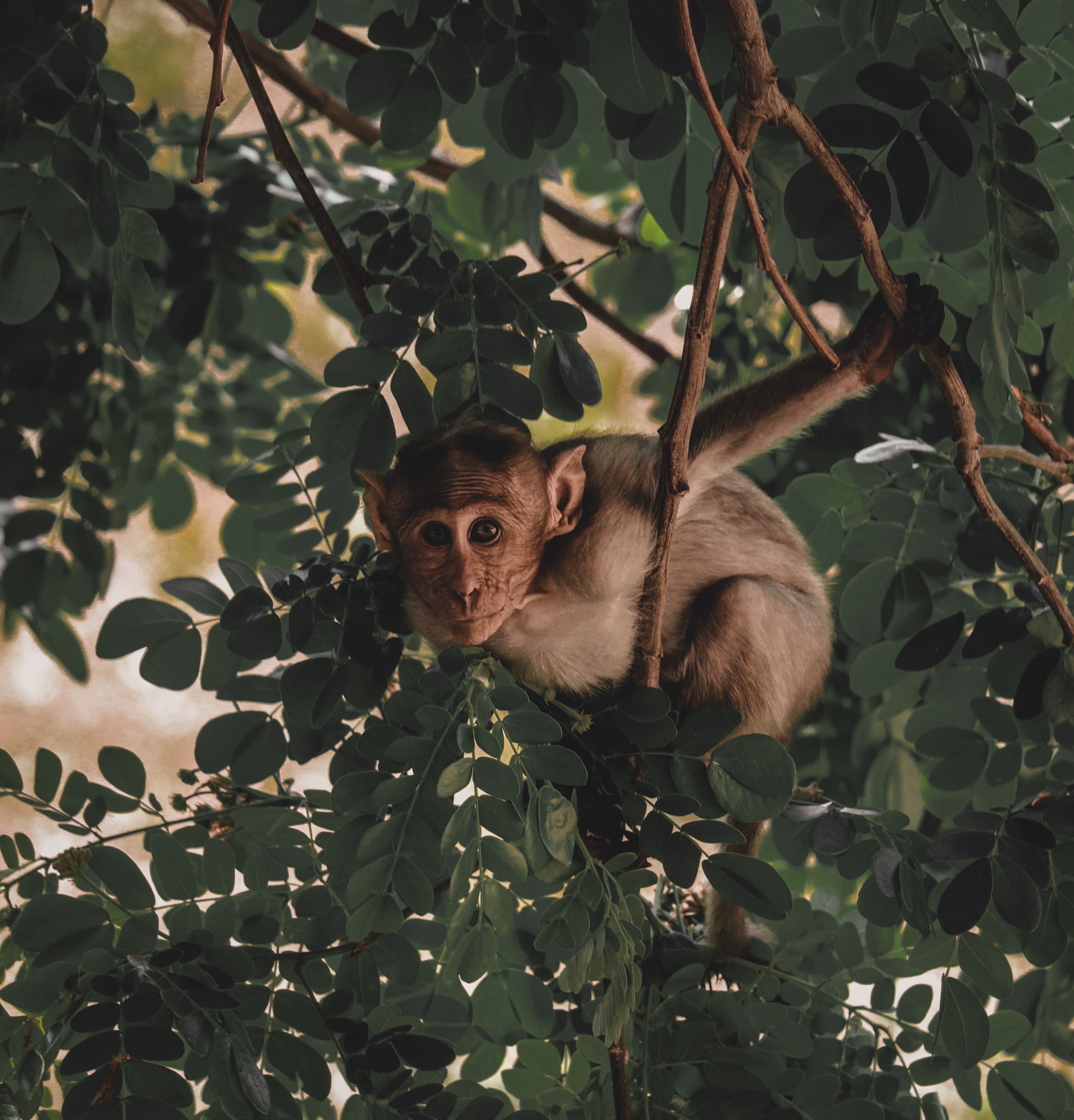 Preview for Monkey-in-tree-animal-background-5f459
