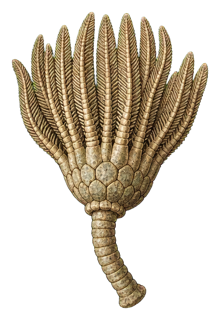 Preview for Crinoid Fossil Sticker
