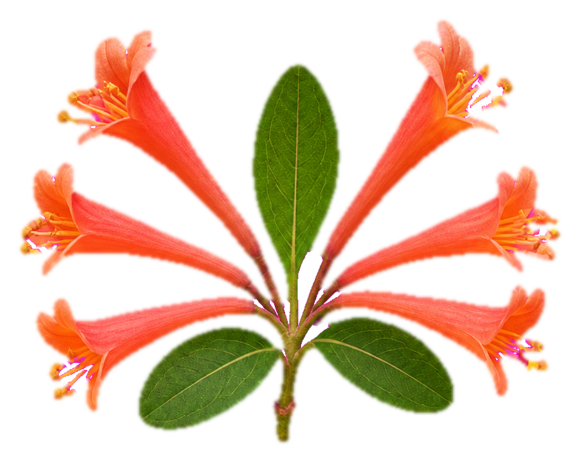 Coral honeysuckle sprig with orange trumpet flowers and green leaves on white