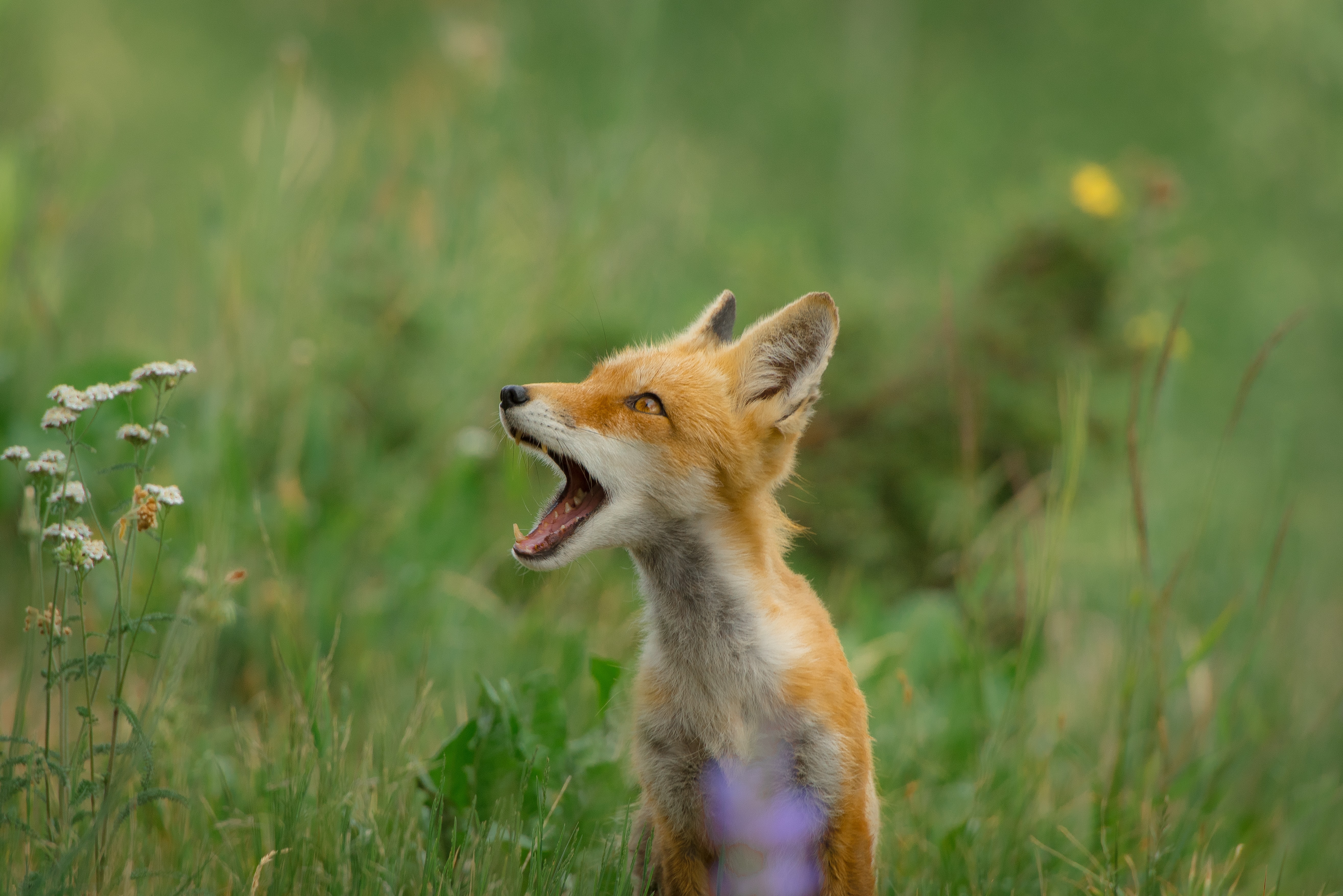 Preview for Red-fox-in-green-field-animal-background-3f3e2